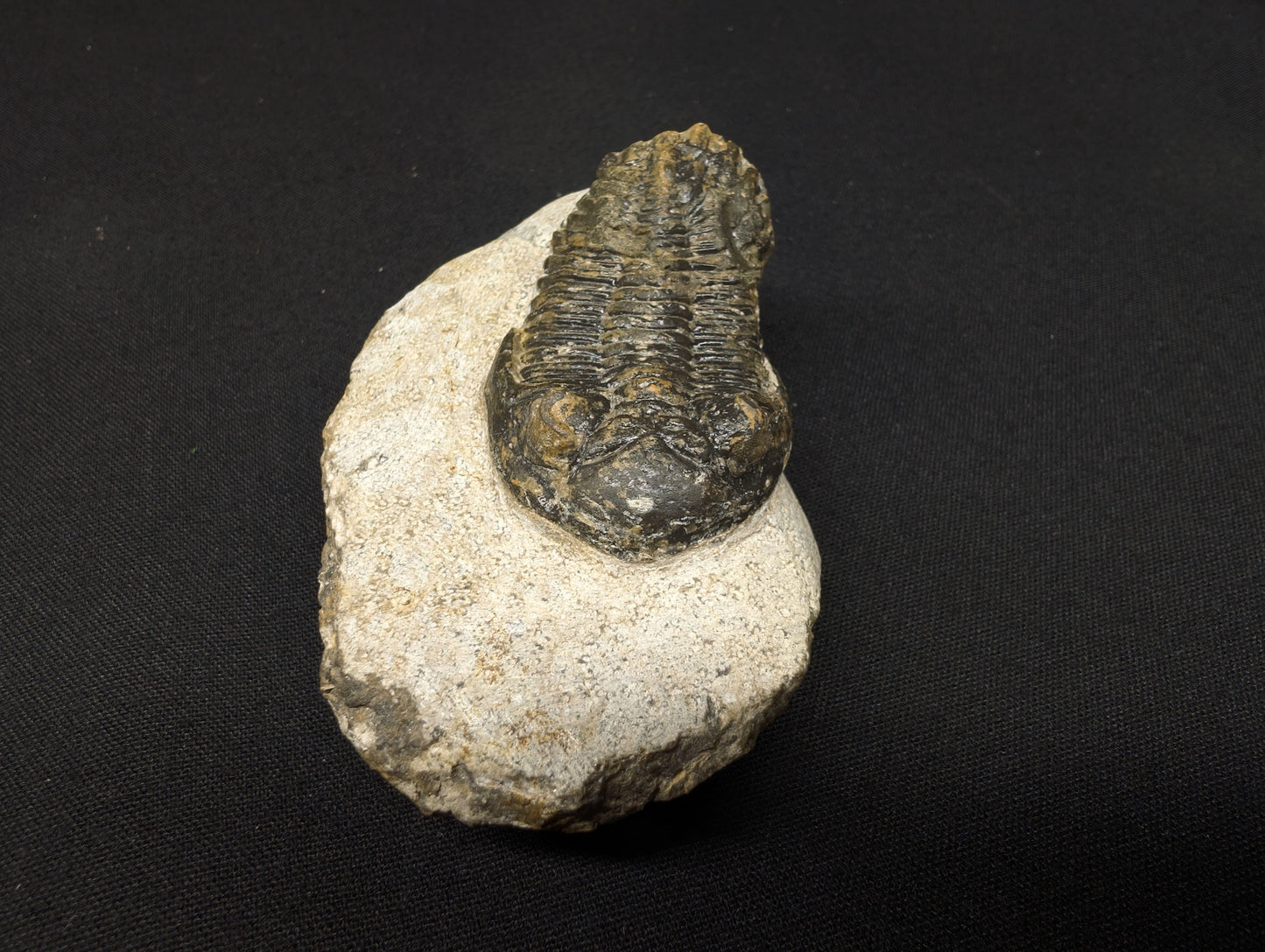 2.36" Hollardops Trilobite Fossil - Ofaten, Morocco (#366)