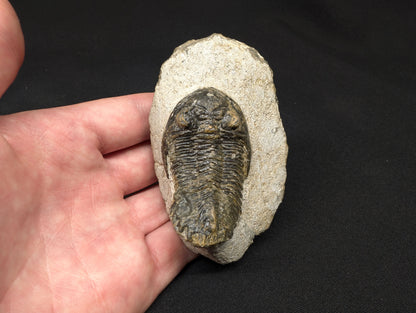 2.36" Hollardops Trilobite Fossil - Ofaten, Morocco (#366)