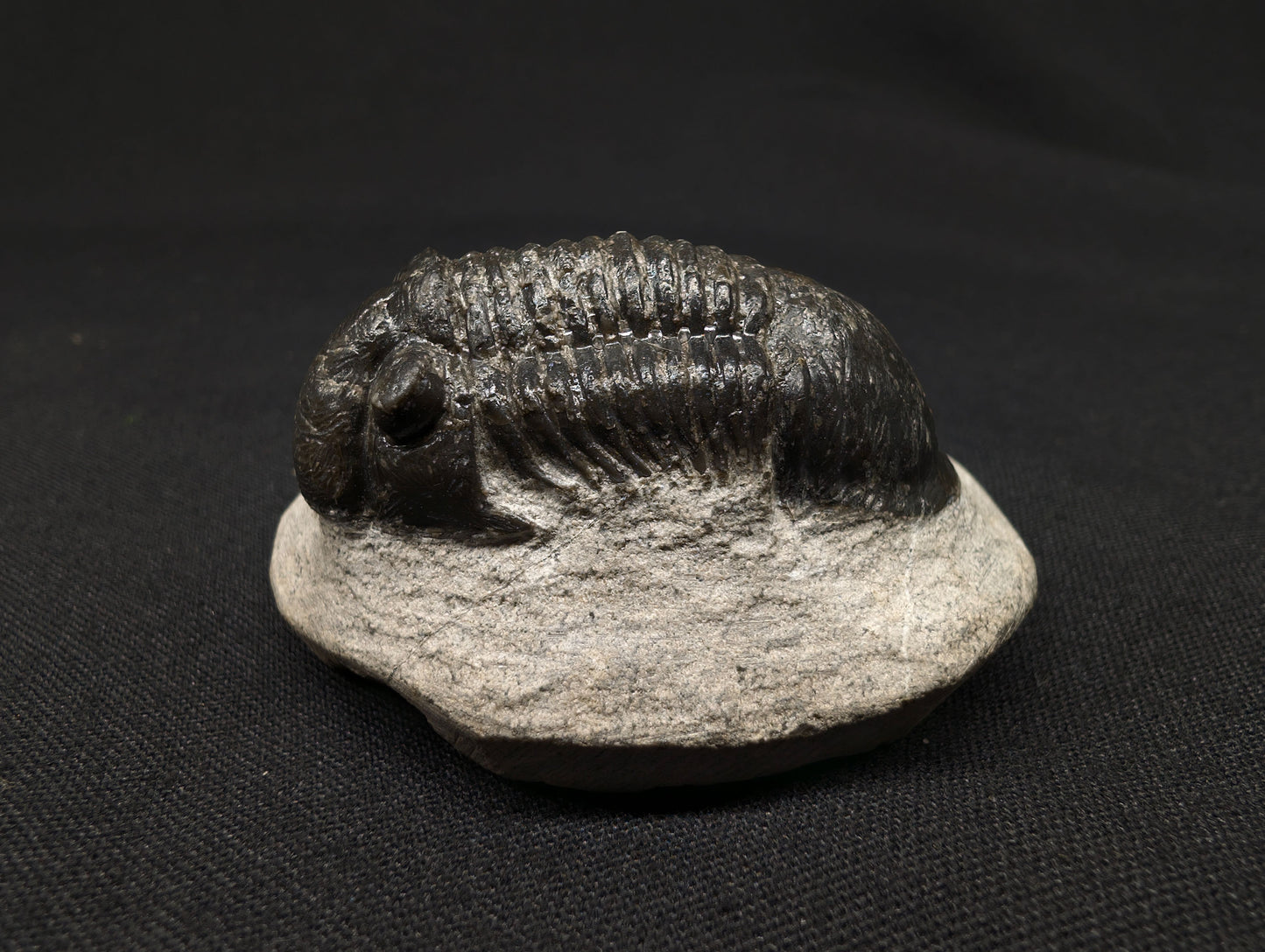 1.96" Paralejurus Trilobite Fossil - Atchana, Morocco (#372)