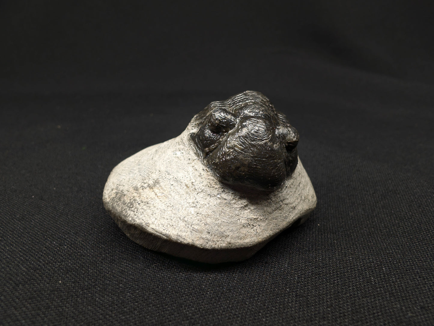 1.96" Paralejurus Trilobite Fossil - Atchana, Morocco (#372)