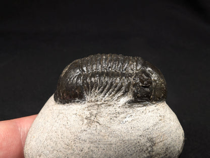 1.96" Paralejurus Trilobite Fossil - Atchana, Morocco (#372)