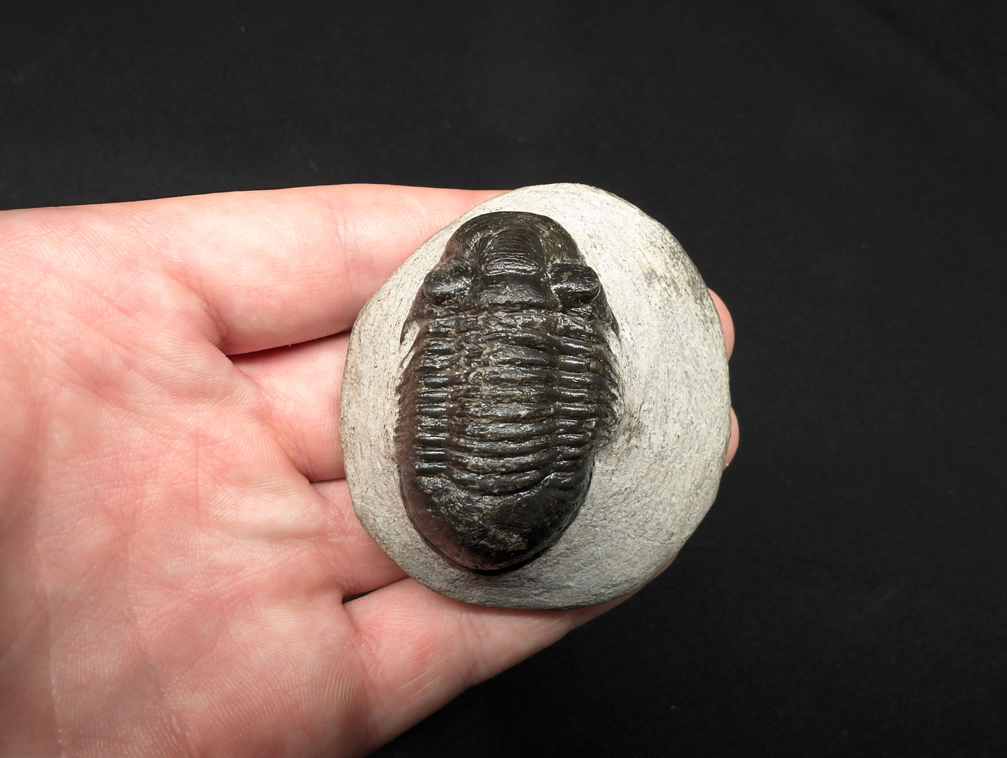 1.96" Paralejurus Trilobite Fossil - Atchana, Morocco (#372)