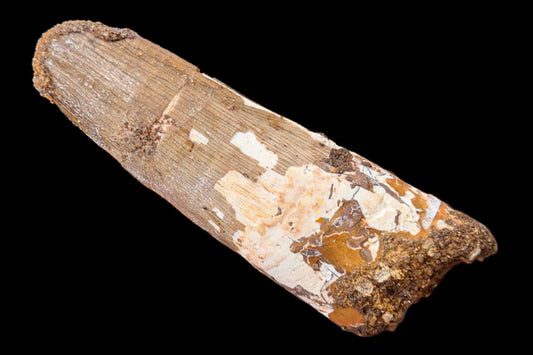 2.55" Fossil Spinosaurus Tooth, Real Dinosaur Tooth - Morocco