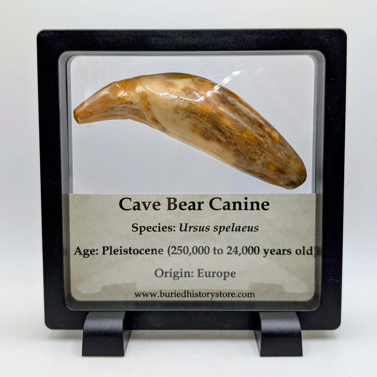 3.55" Fossil Cave Bear Canine