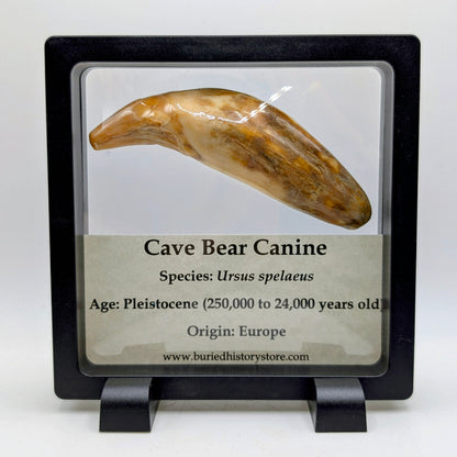 3.55" Fossil Cave Bear Canine