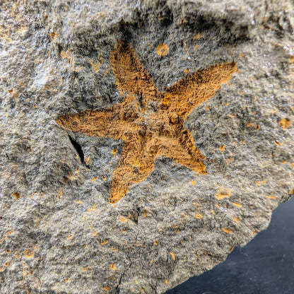 1.13" Petraster Starfish Fossil - Morocco