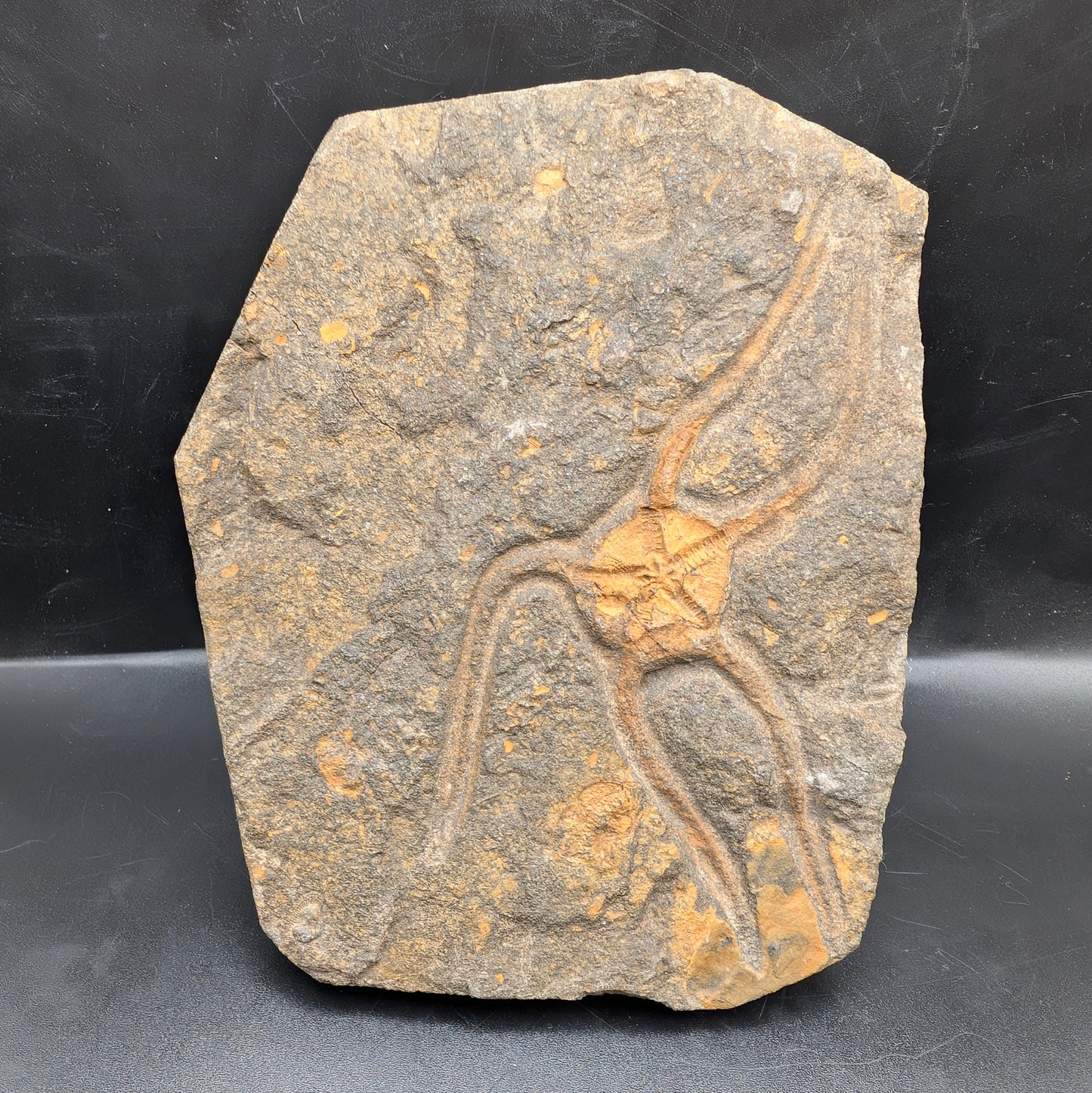 3.88"  Ophiura Brittle Star Fossil - Morocco
