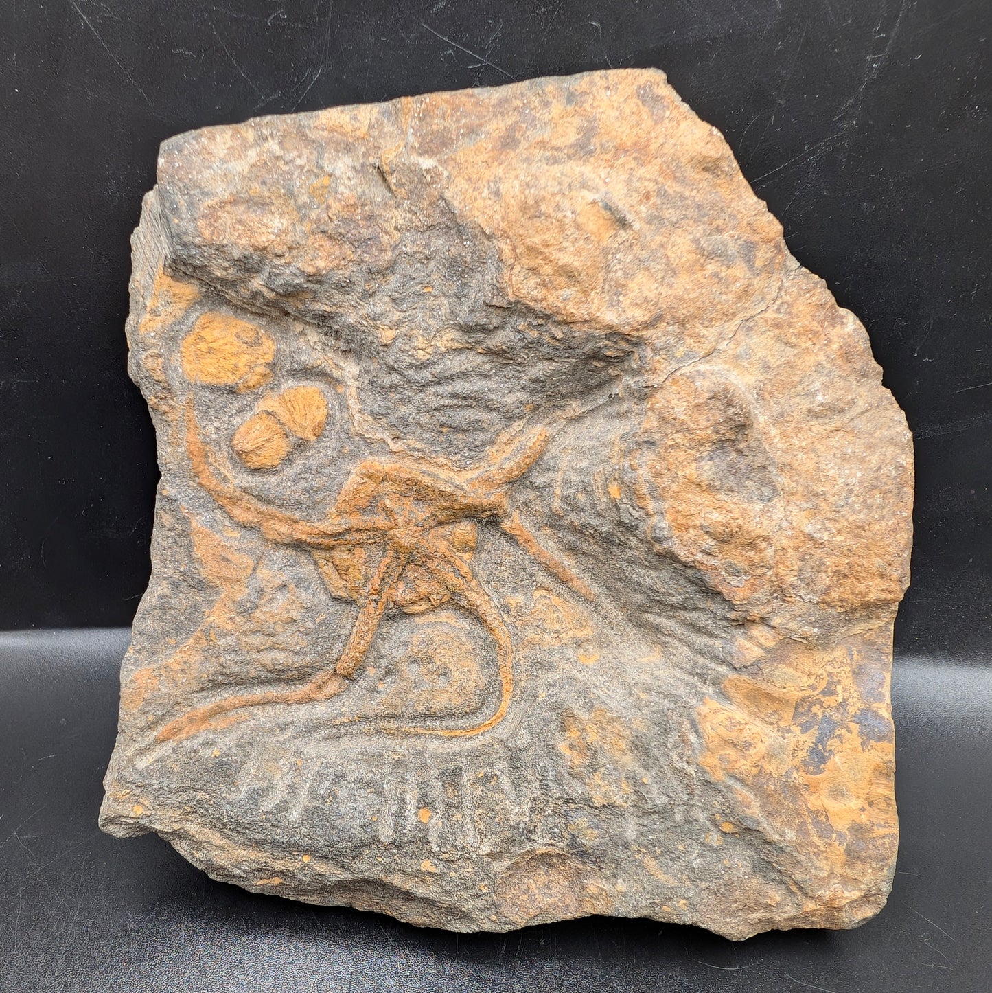 2.75"  Ophiura Brittle Star Fossil - Morocco