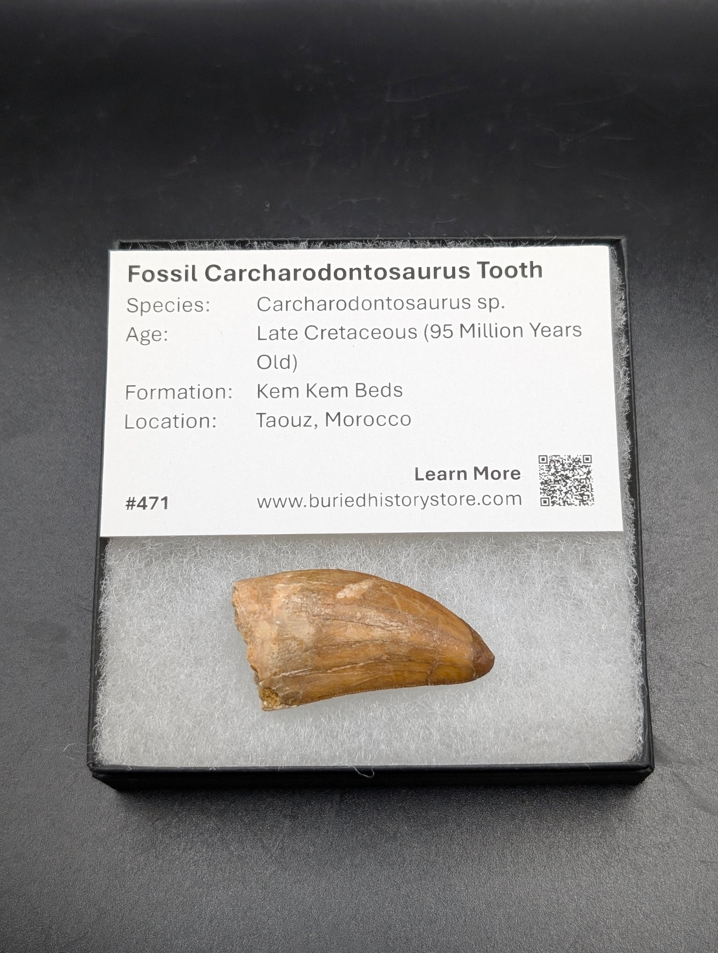 1.6" Carcharodontosaurus Tooth (Real Dinosaur Tooth) - Morocco