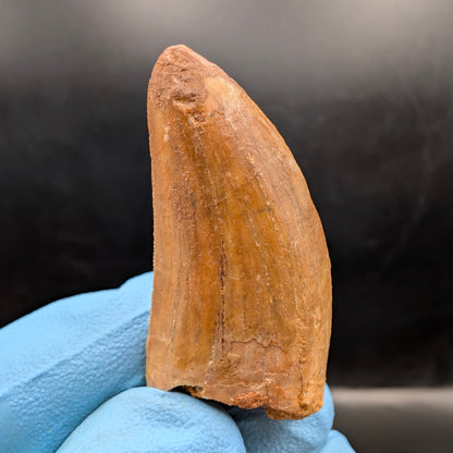 1.6" Carcharodontosaurus Tooth (Real Dinosaur Tooth) - Morocco