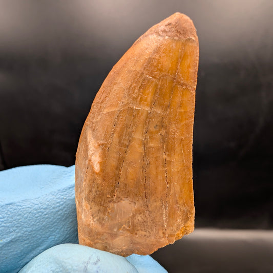 1.6" Carcharodontosaurus Tooth (Real Dinosaur Tooth) - Morocco