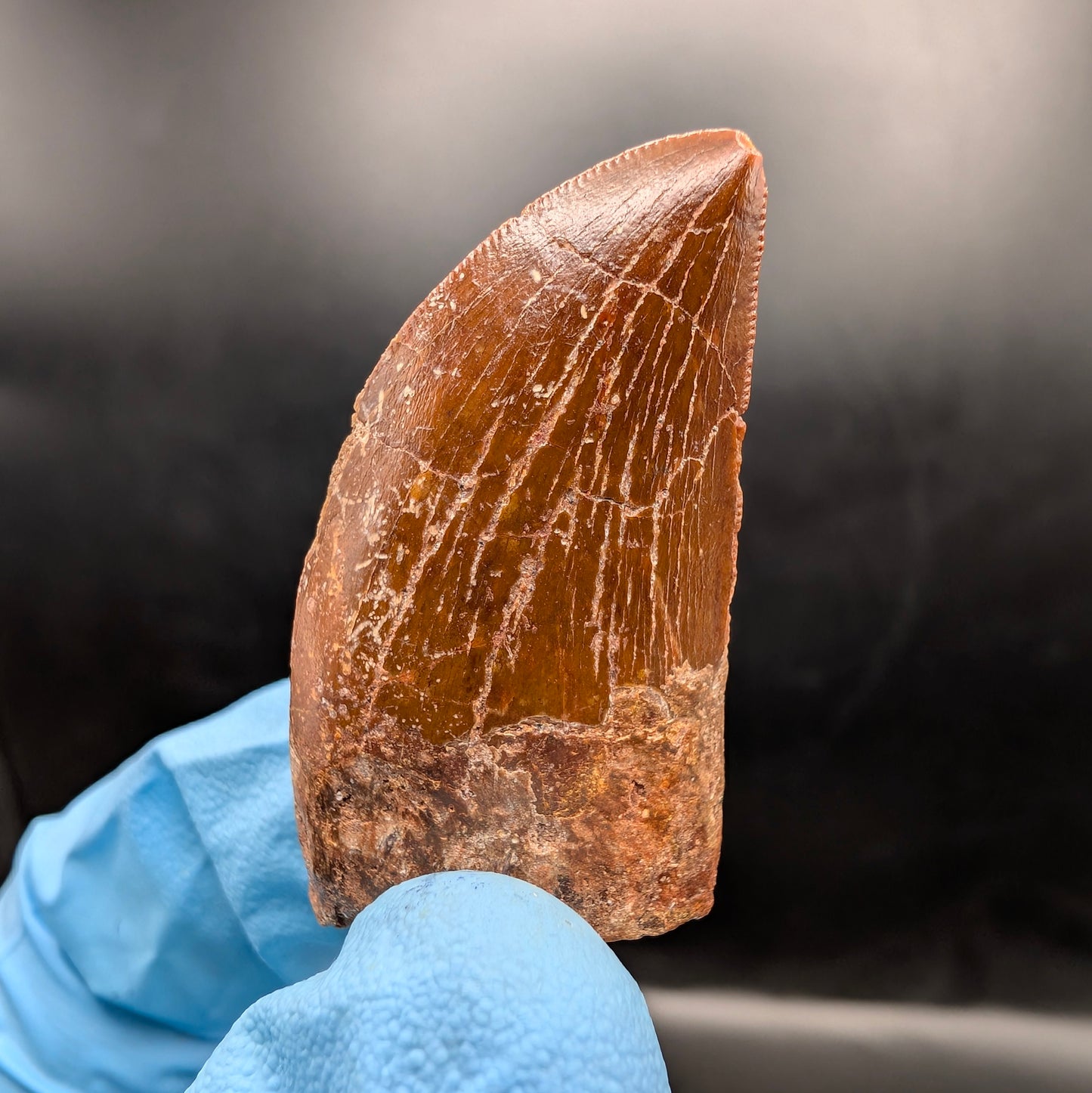 1.47" Carcharodontosaurus Tooth (Real Dinosaur Tooth) - Morocco