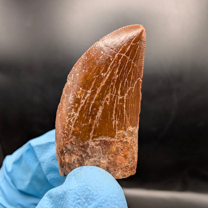 1.47" Carcharodontosaurus Tooth (Real Dinosaur Tooth) - Morocco
