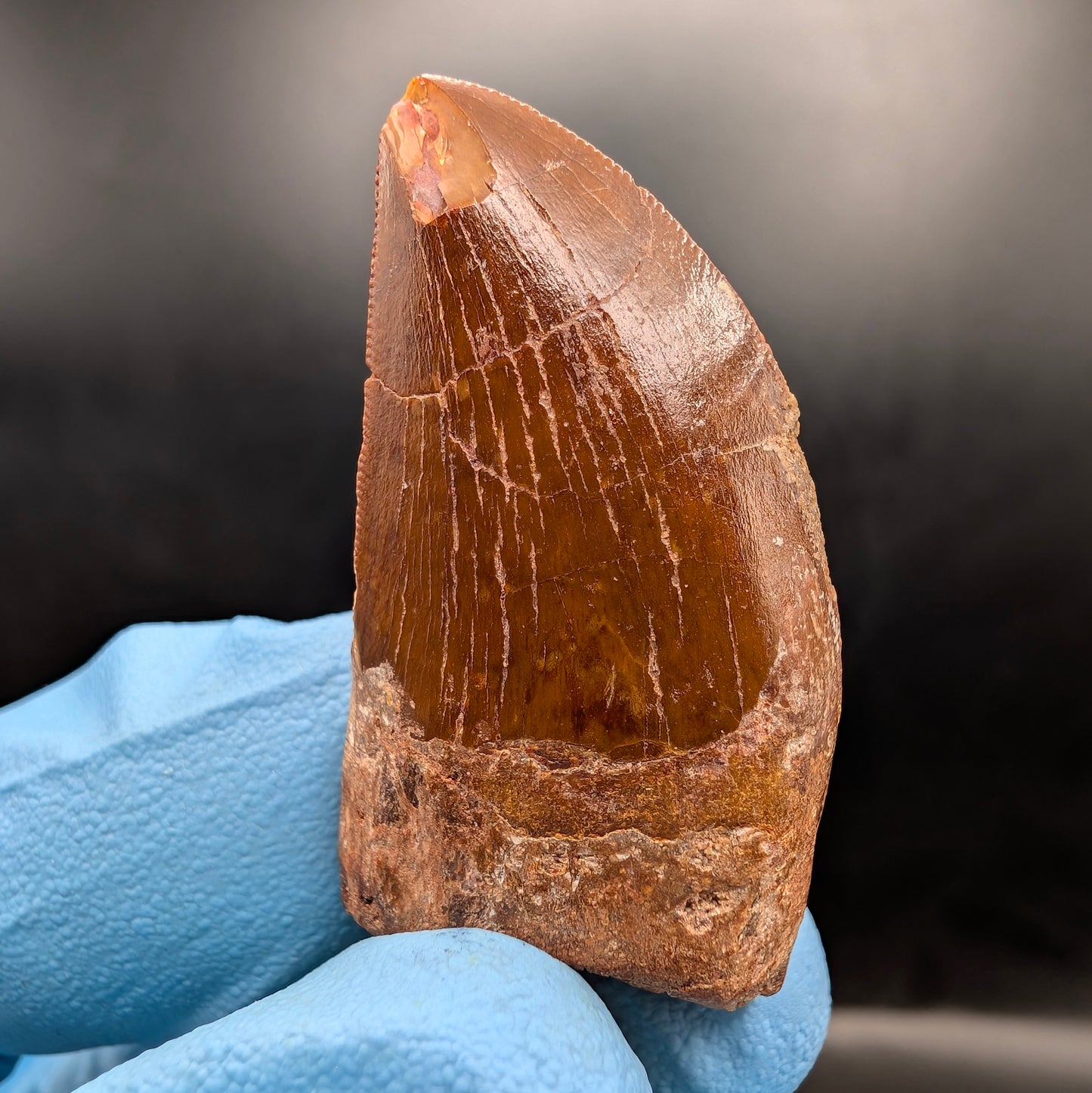 1.47" Carcharodontosaurus Tooth (Real Dinosaur Tooth) - Morocco