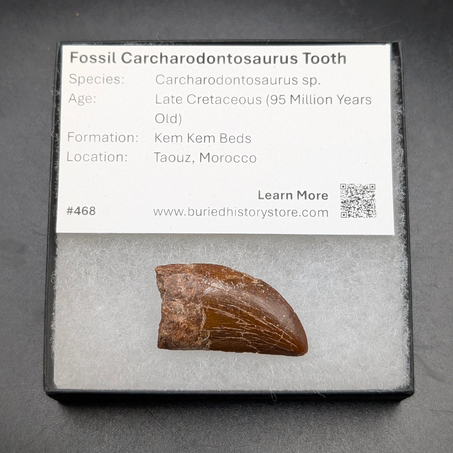 1.47" Carcharodontosaurus Tooth (Real Dinosaur Tooth) - Morocco