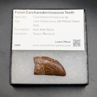 1.47" Carcharodontosaurus Tooth (Real Dinosaur Tooth) - Morocco