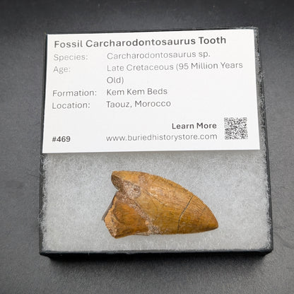 1.71" Serrated, Carcharodontosaurus Tooth (Real Dinosaur Tooth) - Morocco