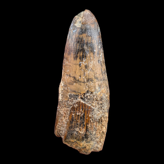 1.75" Fossil Spinosaurus Tooth, Real Dinosaur Tooth - Morocco (Copy)