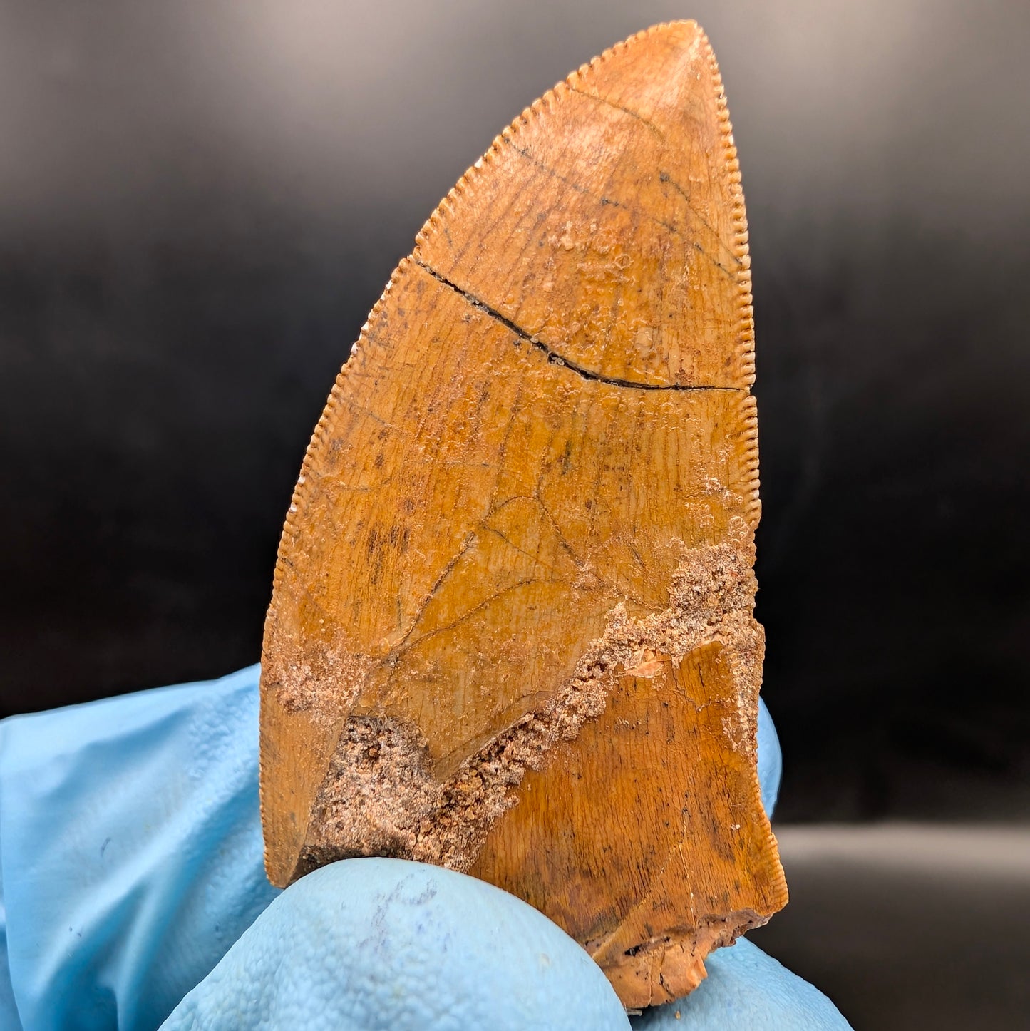 1.71" Serrated, Carcharodontosaurus Tooth (Real Dinosaur Tooth) - Morocco
