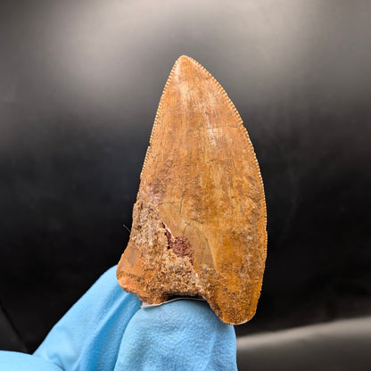 1.71" Serrated, Carcharodontosaurus Tooth (Real Dinosaur Tooth) - Morocco