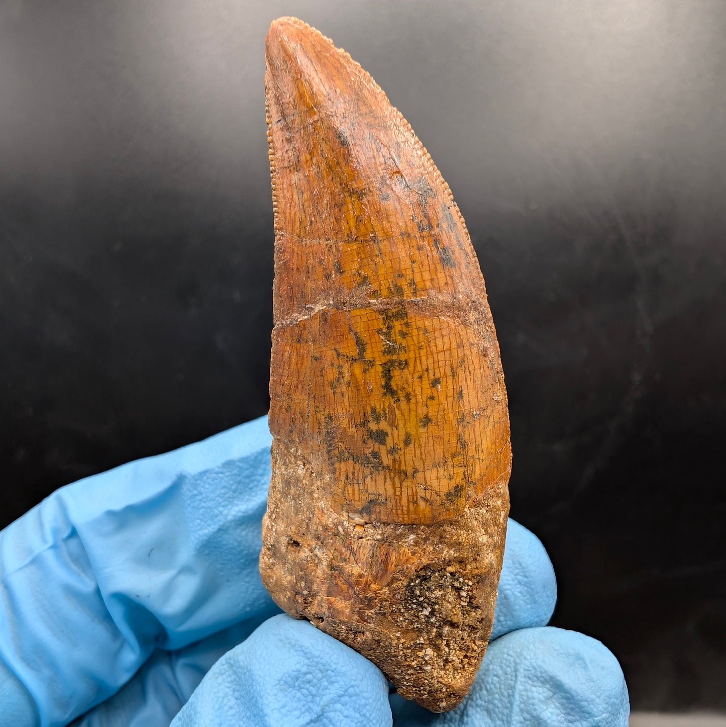 2.66" Serrated, Carcharodontosaurus Tooth (Real Dinosaur Tooth) - Morocco