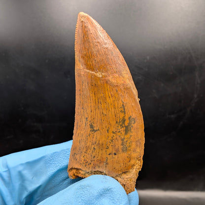 2.25" Serrated, Carcharodontosaurus Tooth (Real Dinosaur Tooth) - Morocco