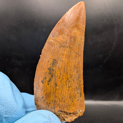 2.25" Serrated, Carcharodontosaurus Tooth (Real Dinosaur Tooth) - Morocco