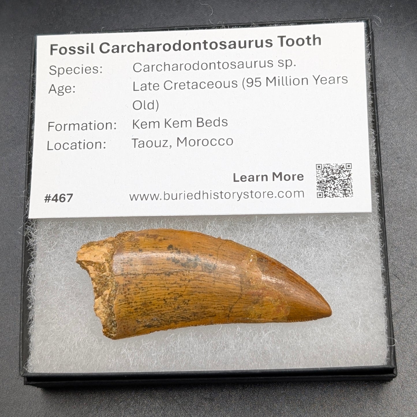 2.25" Serrated, Carcharodontosaurus Tooth (Real Dinosaur Tooth) - Morocco