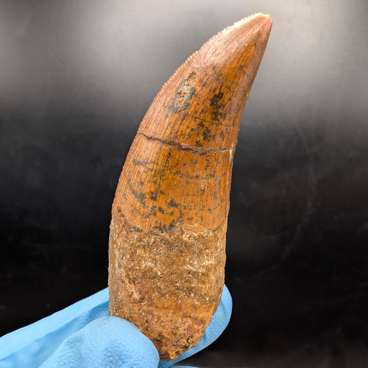 2.66" Serrated, Carcharodontosaurus Tooth (Real Dinosaur Tooth) - Morocco