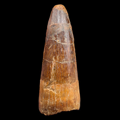 1.56" Fossil Spinosaurus Tooth, Real Dinosaur Tooth - Morocco