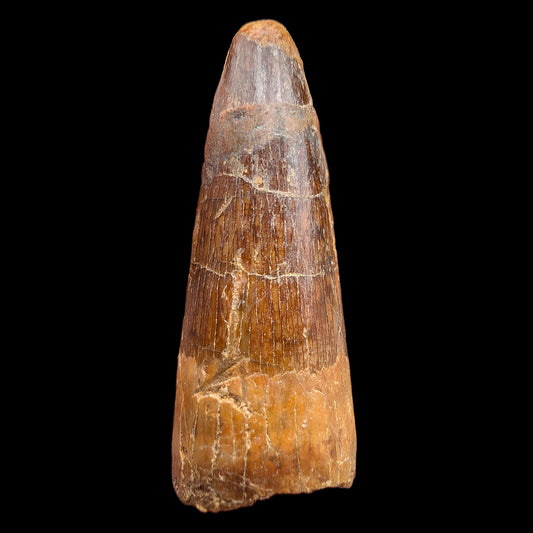 1.56" Fossil Spinosaurus Tooth, Real Dinosaur Tooth - Morocco