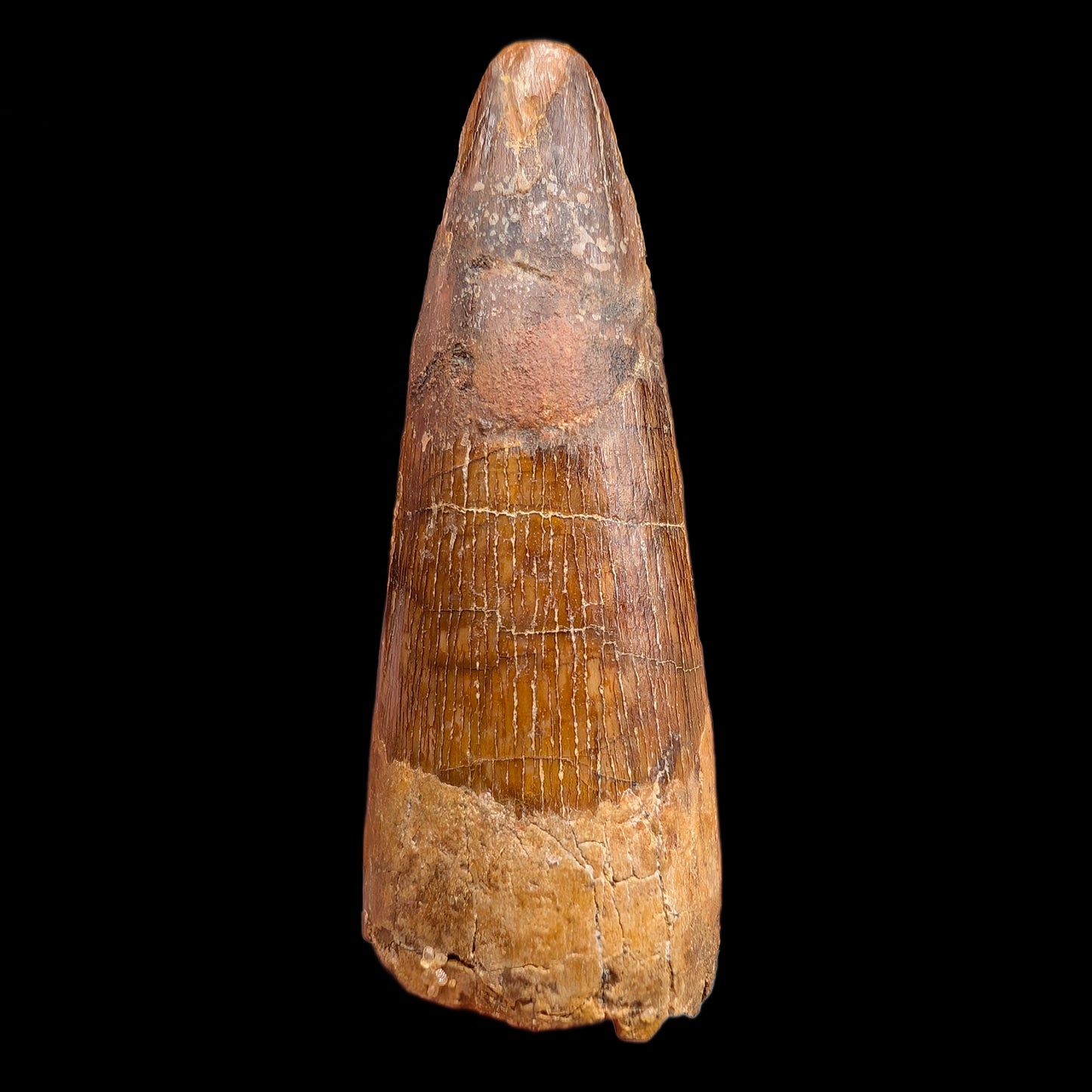 1.56" Fossil Spinosaurus Tooth, Real Dinosaur Tooth - Morocco