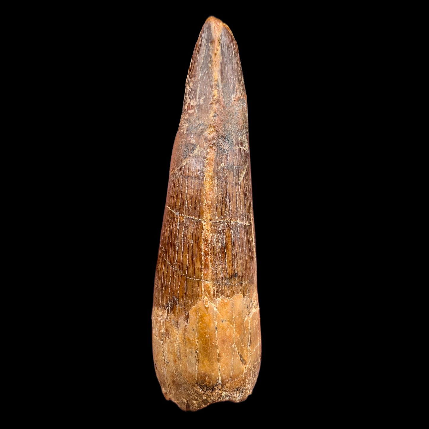 1.56" Fossil Spinosaurus Tooth, Real Dinosaur Tooth - Morocco