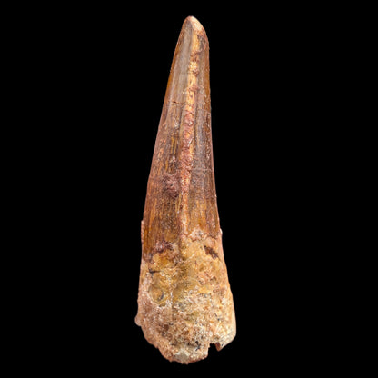1.54" Fossil Spinosaurus Tooth, Real Dinosaur Tooth - Morocco (Copy) (Copy)
