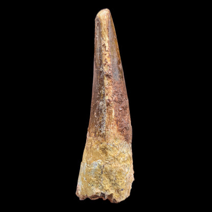 1.54" Fossil Spinosaurus Tooth, Real Dinosaur Tooth - Morocco (Copy) (Copy)