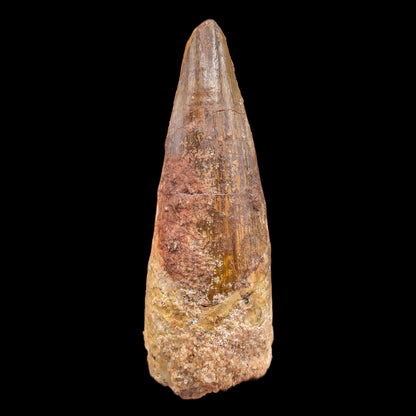 1.54" Fossil Spinosaurus Tooth, Real Dinosaur Tooth - Morocco (Copy) (Copy)