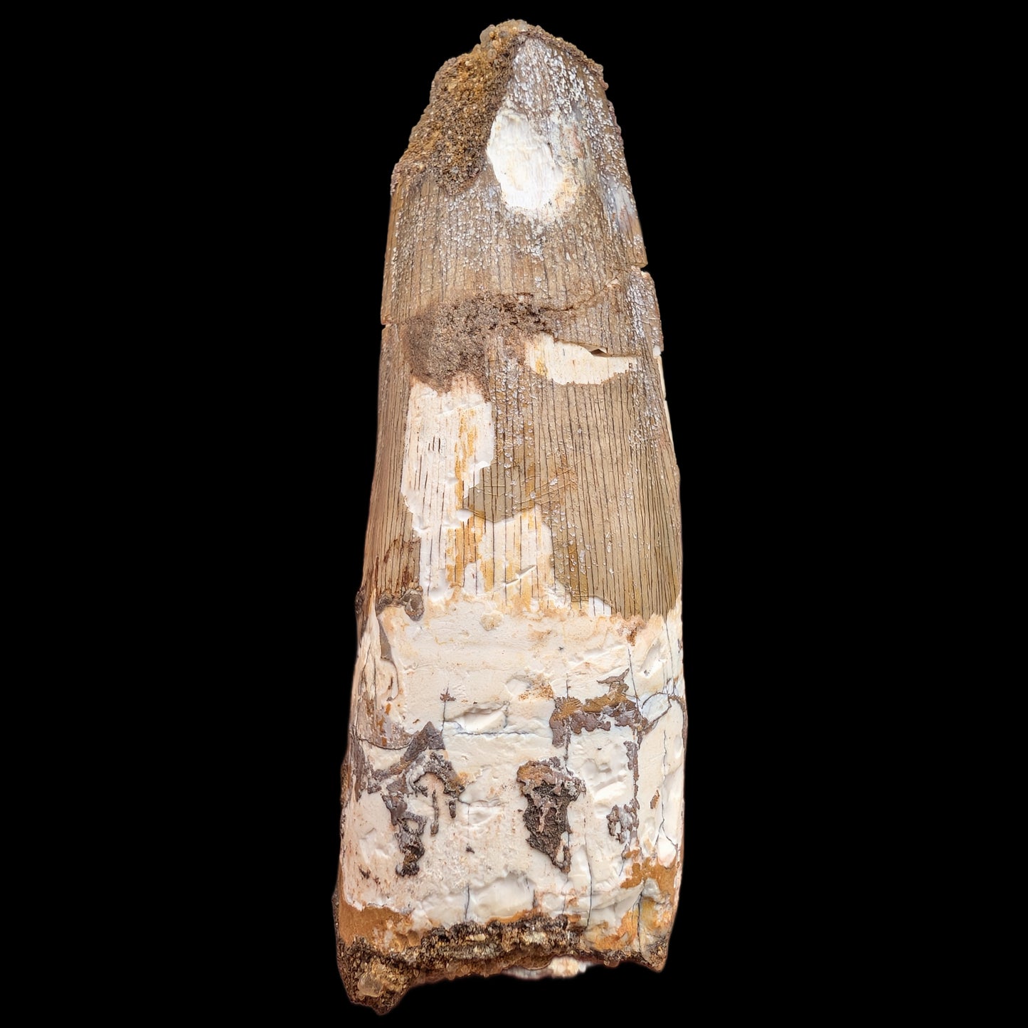 2.55" Fossil Spinosaurus Tooth, Real Dinosaur Tooth - Morocco (Copy) (Copy) (Copy)