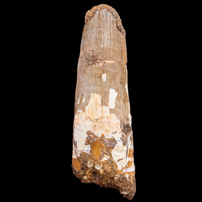 2.55" Fossil Spinosaurus Tooth, Real Dinosaur Tooth - Morocco (Copy) (Copy) (Copy)
