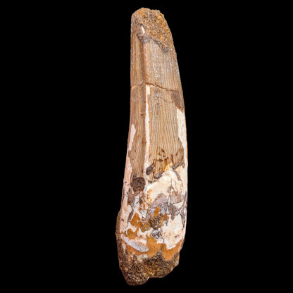 2.55" Fossil Spinosaurus Tooth, Real Dinosaur Tooth - Morocco (Copy) (Copy) (Copy)
