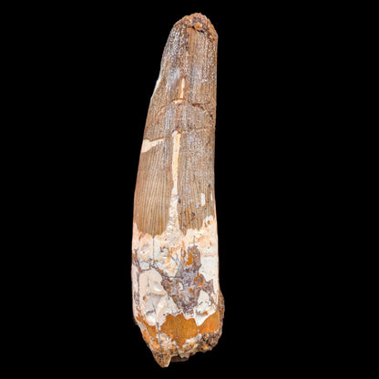 2.55" Fossil Spinosaurus Tooth, Real Dinosaur Tooth - Morocco (Copy) (Copy) (Copy)