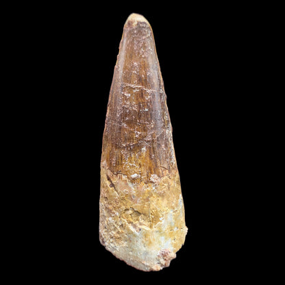 1.54" Fossil Spinosaurus Tooth, Real Dinosaur Tooth - Morocco (Copy) (Copy)