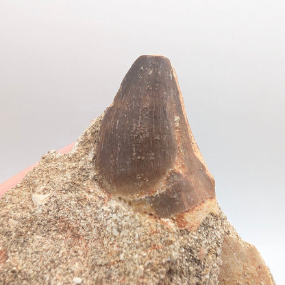 0.92" Fossil Mosasaur Tooth & Shark Vertebra in Rock - Morocco