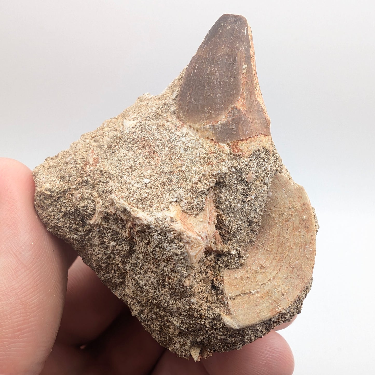 0.92" Fossil Mosasaur Tooth & Shark Vertebra in Rock - Morocco