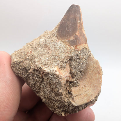 0.92" Fossil Mosasaur Tooth & Shark Vertebra in Rock - Morocco