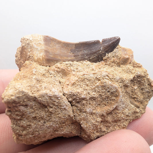 1.06" Fossil Mosasaur Tooth in Rock - Morocco