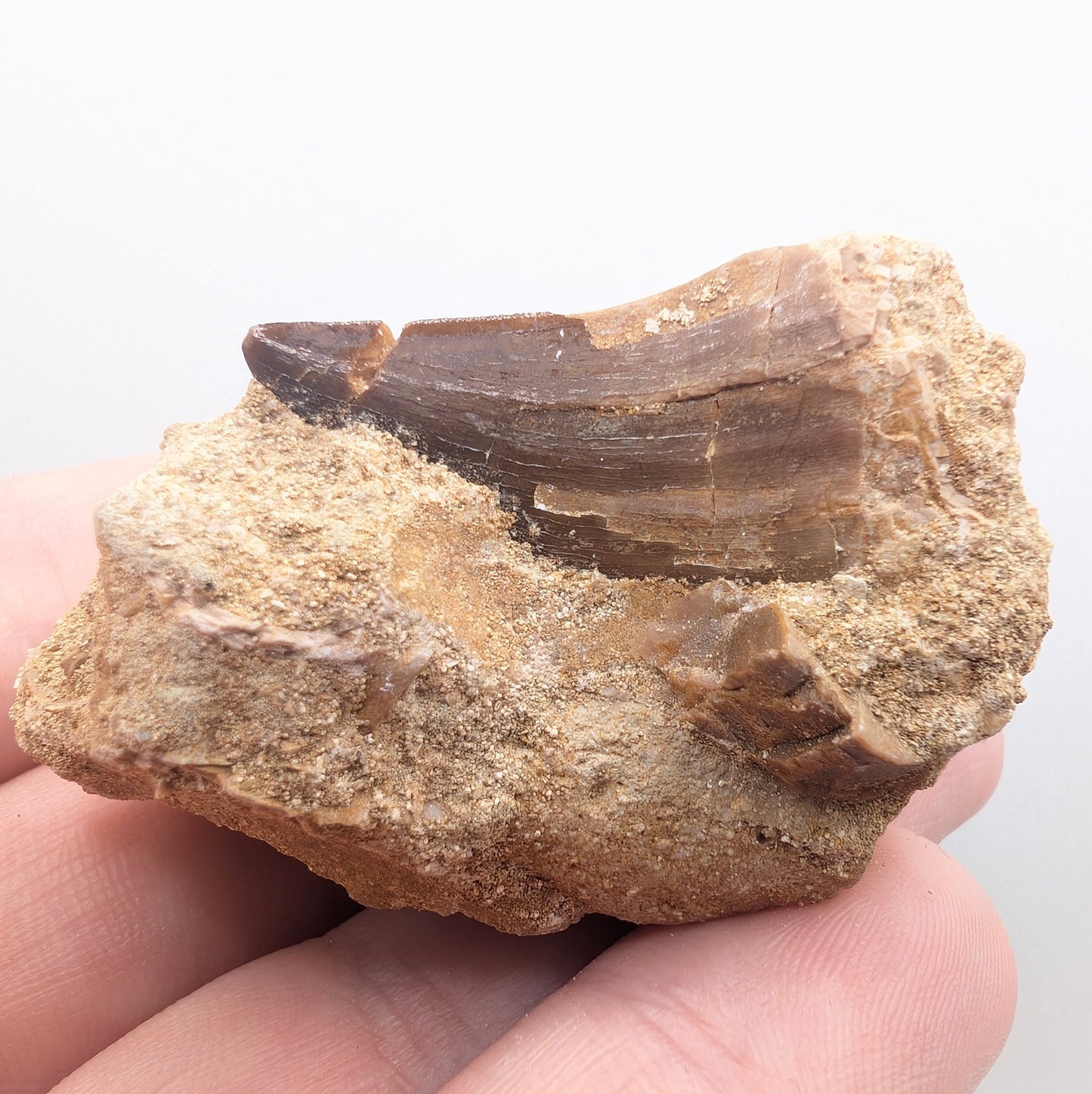 1.06" Fossil Mosasaur Tooth in Rock - Morocco