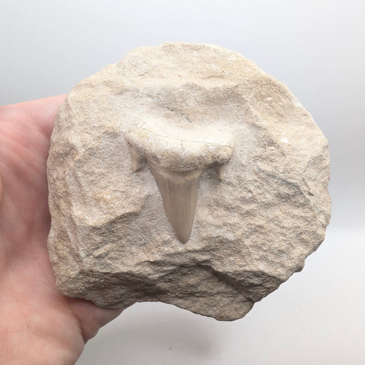 1.48" Fossil Shark Tooth in Rock - Morocco