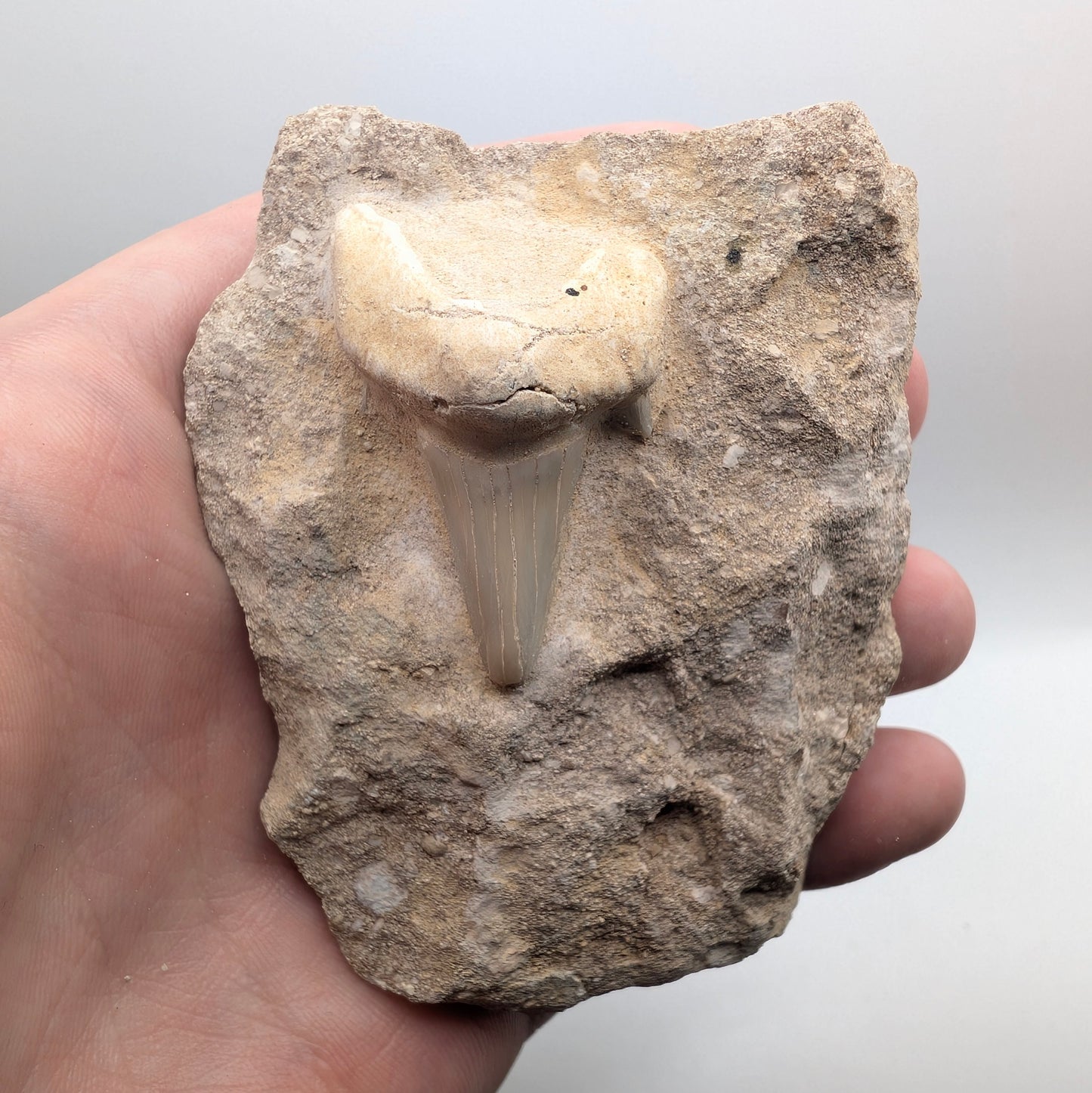 1.65" Fossil Shark Tooth in Rock - Morocco
