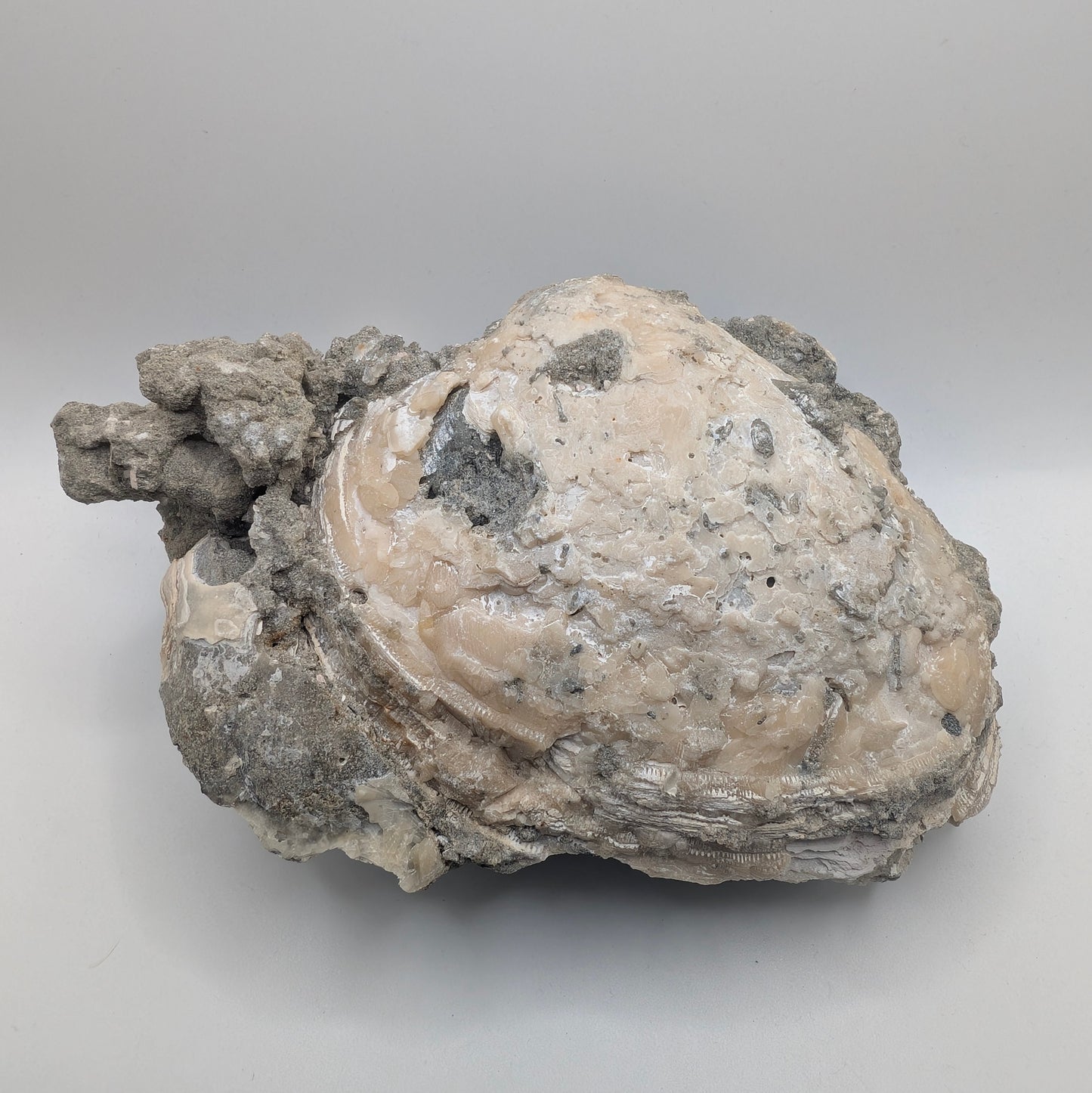 4.67" Fossil Clam With Fluorescent Calcite - Rucks’ Pit, FL