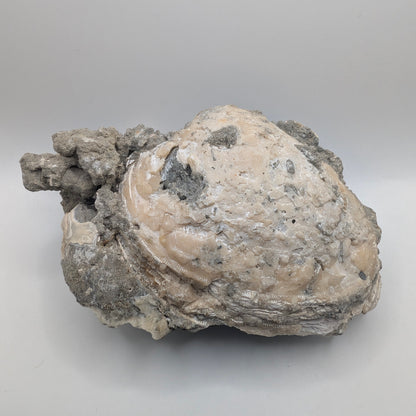 4.67" Fossil Clam With Fluorescent Calcite - Rucks’ Pit, FL